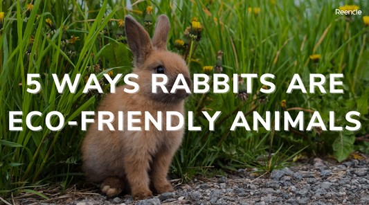 5 Ways Rabbits Are Eco-Friendly Animals